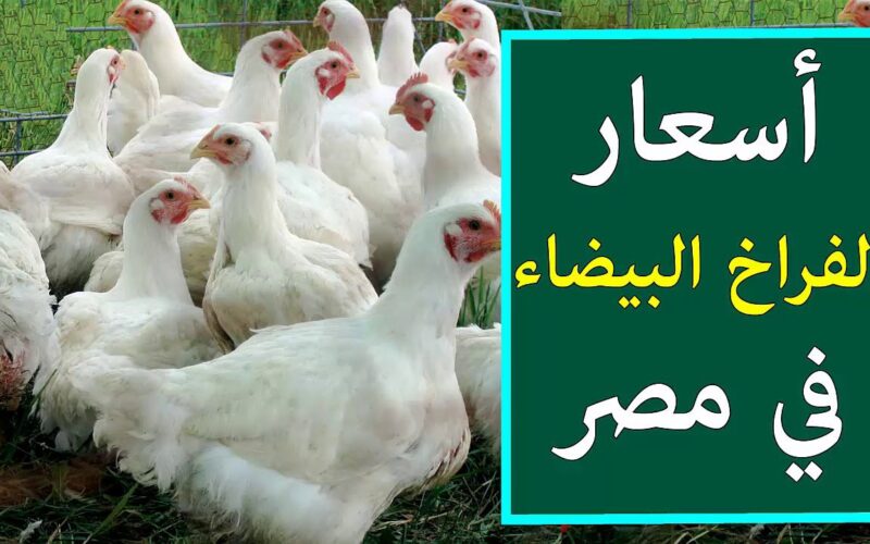 “انخفاض جديد” بورصة الدواجن اليوم الفراخ البيضاء الخميس 18 ابريل 2024 في المزرعة والمحلات