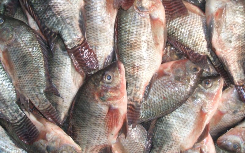 جدول أسعار السمك اليوم البلطي بتاريخ الجمعة 10 مايو 2024 في الاسوق